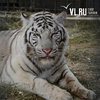В зоопарк «Садгород» привезли белого тигра из цирка Запашных (ФОТО)