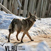 Во Владивостоке сорвавшаяся с цепи собака напала на прохожего