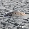 Ларга «312», замеченная у берегов Владивостока, оказалась пятилетним самцом-мигрантом (ФОТО)