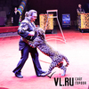 Захватывающее цирковое шоу «След леопарда» впервые представили владивостокскому зрителю