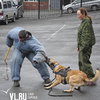 День образования кинологической службы во Владивостоке отметили выступлениями собак-таможенников (ВИДЕО)