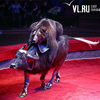 Медведи на буйволах — в цирке Владивостока хищники «примирились» с травоядными