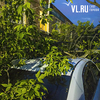 На Дальзаводской дерево рухнуло на автомобиль (ФОТО)