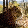 В субботу во Владивостоке огласят новые имена леопардов