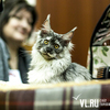 Во Владивостоке открылась международная выставка кошек
