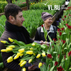 Цветами к восьмому марта рынок Владивостока обеспечат местные производители (ФОТО; ВИДЕО)