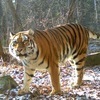 В Сихотэ-Алинском заповеднике появилась еще одна тигрица (ФОТО)