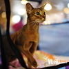 Владивостокцев приглашают посетить выставку кошек