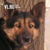 Защитники животных: «Владивостоку срочно нужны приюты-передержки!»