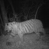 В приморском заповеднике в объектив фотоаппарата попало семейство тигров (ФОТО)