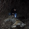 На территории приморского национального парка обнаружен застреленный тигр