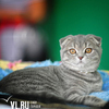 Самые красивые кошки Приморья собрались на выставке во Владивостоке (ФОТО)