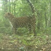В Приморском крае в объектив фотоловушки попал дальневосточный леопард