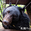 Выпущенные из питомника в Дубовом Ключе медведи живы и здоровы
