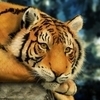 Акцию «Тигр — символ Владивостока» проведут городские библиотеки
