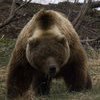 «Горячая линия» для сообщений о встрече с медведями работает во Владивостоке