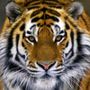 Приморские полицейские задержали браконьера-убийцу амурского тигра