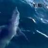 В акватории Владивостока заметили акулу (ВИДЕО)