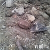 Во Владивостоке в районе Береговой в земле найдены 9 гранат без запала