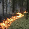 В Приморье завершается весенний сезон активных лесных пожаров