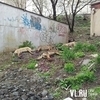 Во Владивостоке неизвестные расстреляли стаю бродячих собак (ФОТО)