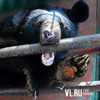 Гималайские медвежата в питомнике под Уссурийском по-прежнему нуждаются в хорошем питании (ФОТО)
