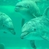 Владивостокский океанариум обменялся морскими млекопитающими с Японией