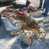В Приморье задержаны пытавшиеся продать шкуру Амурского тигра
