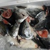 Во Владивостоке предприниматели открещиваются от 9 тонн просроченных рыбных голов
