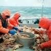 Во Владивостоке за незаконную добычу краба конфисковано панамское судно