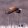 На остров Русский во Владивостоке прилетели белохвостые орланы