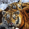 В Приморском сафари-парке две молодые тигрицы обживают «футбольное поле» (ФОТО)