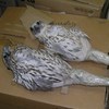 Перевозивший краснокнижных кречетов мужчина задержан в аэропорту Владивостока