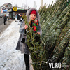 Во Владивостоке начинают работу точки продаж елок (ФОТО)