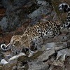 Леопарды национального парка в Приморье под угрозой вымирания