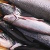 За неделю на дорогах Приморья задержано 40 партий браконьерского лосося