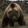 На время саммита АТЭС на юге Приморья запретят охоту