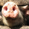На территории ДФО выявлена чума свиней: приморских фермеров просят быть бдительными