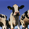 В Приморский край завезут более тысячи коров новой высокопроизводительной породы