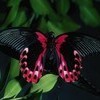 Во Владивостоке откроется «Сад живых бабочек»