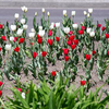 Во Владивостоке расцвели тюльпаны и нарциссы (ФОТО)