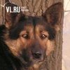 Прокуратура: вещество, от которого гибнут животные на улицах Владивостока, не является ядом