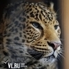 В Приморье создан национальный парк «Земля леопарда»