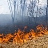 В пяти районах Приморья действует особый противопожарный режим