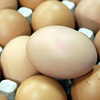 Во Владивостоке выявлена крупная партия яиц сомнительного качества