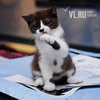 Юбилейная выставка кошек прошла во Владивостоке