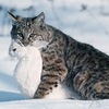 В зоопарке Владивостока пополнение: дальневосточные дикие котята поселились на Садгороде