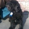 Во Владивостоке хозяева выбросили собаку на свалку
