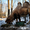 В зоопарке Владивостока животные приспосабливаются к приморским морозам (ФОТО)