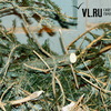 Во Владивостоке непроданные елки порублены и брошены на месте елочных базаров (ФОТО)